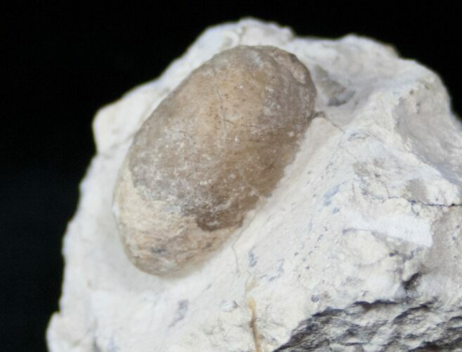 Eocene Aged Fossil Turtle Egg - France #12979